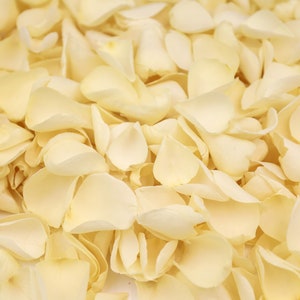 Ivory Dried Rose Petals | Luxury Biodegradable Rose Petal Confetti | Romantic Petals | Petals for Weddings, Celebrations and Events