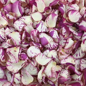 Könnte beinhalten: Nahaufnahme eines Haufens Rosenblütenblätter. Die Blütenblätter sind eine Mischung aus Weiß und tiefem Rosa mit einem gesprenkelten Muster. Die Blütenblätter sind verstreut und überlappen sich, wodurch eine strukturierte Oberfläche entsteht.