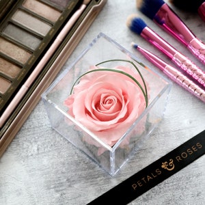 May include: A single pink rose preserved in a clear square box with a green stem. The box is sitting on a white surface with a black ribbon with the text "Petals & Roses" printed on it.