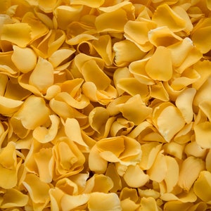 Petali di rosa gialli secchi / Coriandoli di petali di rosa biodegradabili di lusso / Decorazione di petali di rosa / Petali per matrimoni, celebrazioni ed eventi