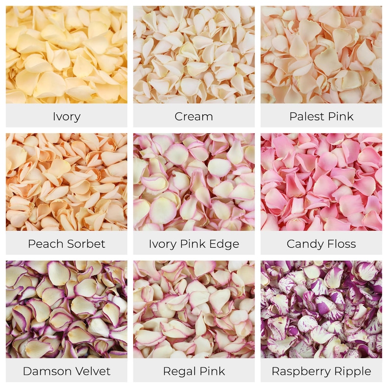 Wedding Confetti - Rose Petals | Hydrangea Petals | Biodegradable Freeze Dried Petals | Table Decor, Aisle Runners, Flower Girl Petals image 3