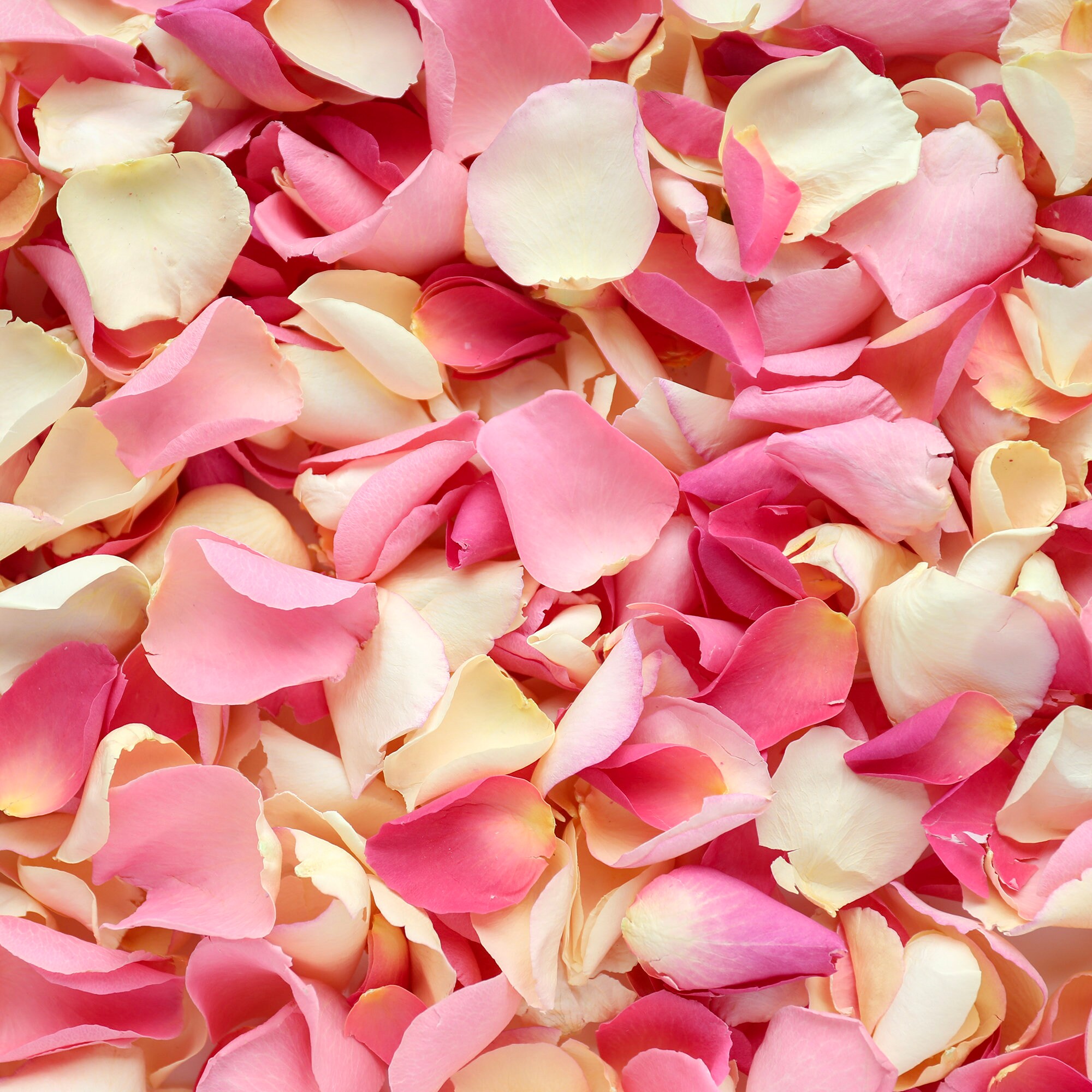 Blushing Pink Dried Rose Petals Biodegradable Freeze dried Petals
