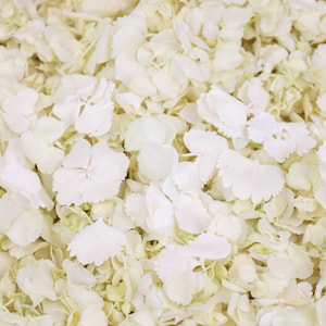 Petali di ortensia essiccati bianchi / Petali veri biodegradabili / Petali per coriandoli da matrimonio, baby shower, proposte, decorazioni per eventi, artigianato
