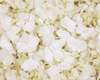 Weiße getrocknete Hortensienblüten | Echte biologisch abbaubare Blütenblätter | Blütenblätter für Hochzeitskonfetti, Babypartys, Heiratsanträge, Eventdekoration, Basteln