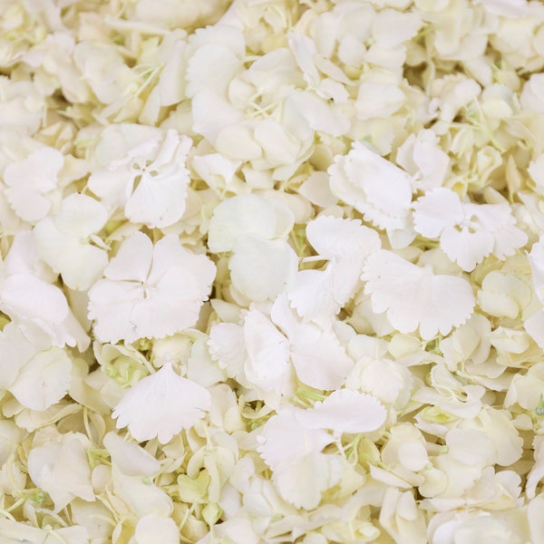 White Dried Hydrangea Petals | Real Biodegradable Petals | Petals for Wedding Confetti, Baby Showers, Proposals, Event Décor, Crafting