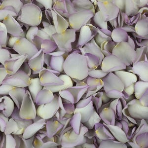 Petali di rosa essiccati in madreperla / Crema e lilla / Coriandoli di petali di rosa biodegradabili di lusso / Petali per matrimoni, feste ed eventi