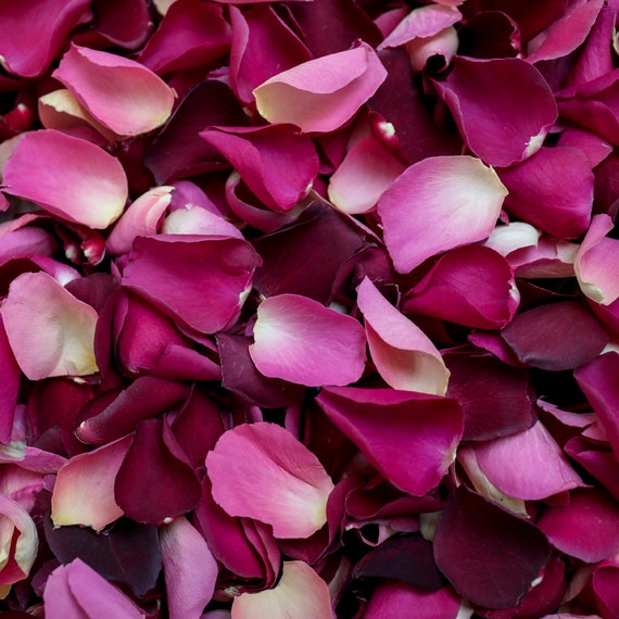 Natural Biodegradable Wedding Confetti Red Burgundy Rose Petals