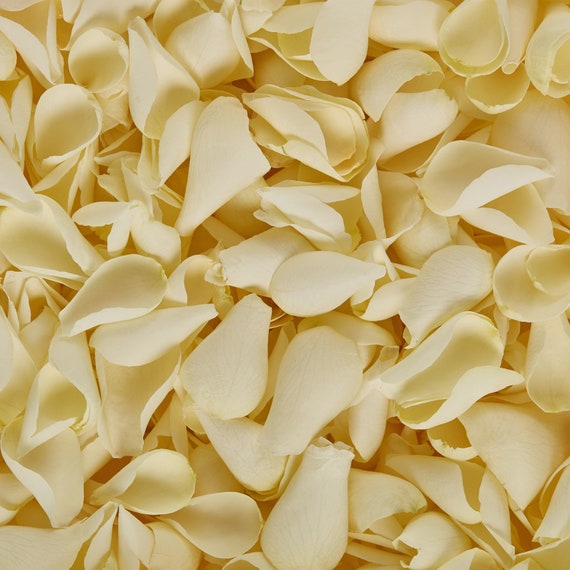 Luxury Ivory Rose Petals Biodegradable Freeze Dried Petals Etsy
