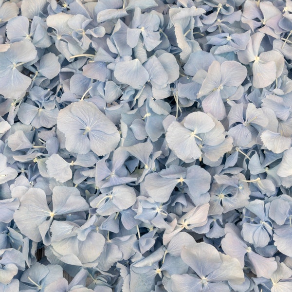 Sky Blue Dried Hydrangea Petals | Real Biodegradable Petals | Petals for Wedding Confetti, Baby Showers, Proposals, Event Décor, Crafting