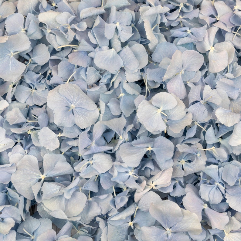 Sky Blue Dried Hydrangea Petals Real Biodegradable Petals Petals for Wedding Confetti, Baby Showers, Proposals, Event Décor, Crafting image 1