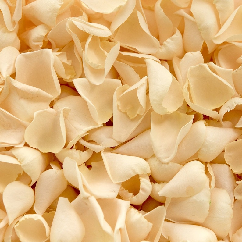 Table Decor Luxury Cream Rose Petals Aisle Runners Biodegradable Freeze Dried Petals Valentines Day Throwing Confetti Proposals