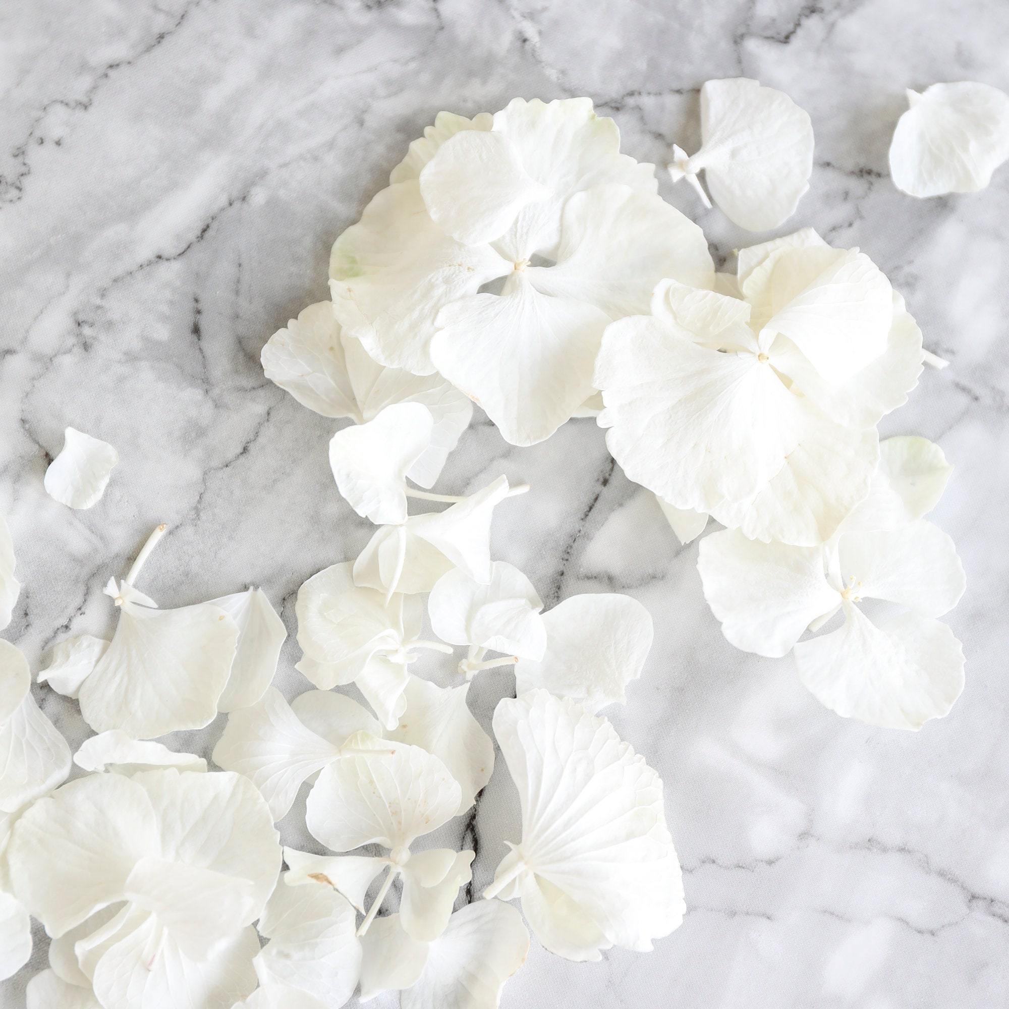 Luxury White Hydrangea Petals Biodegradable Freeze Dried | Etsy