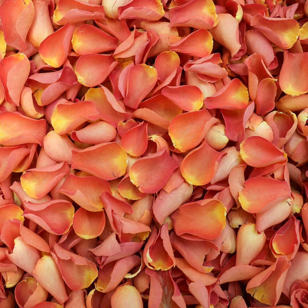Burnt Orange Dried Rose Petals | Luxury Biodegradable Rose Petal ...