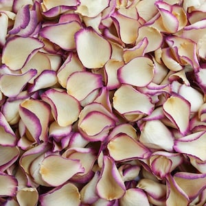 Pétales de rose séchés velours damson | Bourgogne et crème | Confettis de luxe biodégradables aux pétales de rose | Pétales pour mariages, fêtes et événements