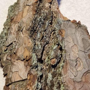 Litauische Kiefernrindenstücke, Terrarium Vivarium Decor, wärmebehandelt, 7er Set