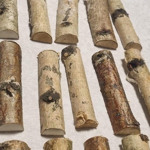 Könnte beinhalten: Eine Sammlung von Birkenrinde-Logabschnitten, die jeweils in eine zylindrische Form geschnitten wurden. Die Stämme variieren in der Farbe von hellbraun bis dunkelbraun, mit sichtbarer Rindenstruktur und natürlichen Markierungen. Die Enden sind sauber geschnitten.