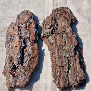 Può includere: Due pezzi di corteccia di pino ruvida e strutturata, di colore marrone rossiccio. La corteccia presenta un aspetto naturale e organico con varie sfumature e motivi. I pezzi sono di forma irregolare e sembrano appena raccolti.
