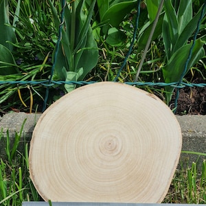 Op de afbeelding: Een ronde, lichtgekleurde houten schijf met zichtbare groeiringen. Een liniaal toont metingen tot 20 cm. De houten schijf ligt op gras, met groene planten en bloemen op de achtergrond.
