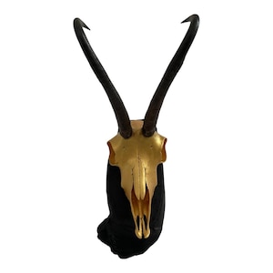 Puede incluir: Una decoración de pared con una calavera pintada de oro y cuernos largos y oscuros. La calavera está montada sobre un respaldo negro texturizado. Los cuernos se curvan hacia arriba, creando un contraste visual llamativo.