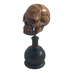 19e-eeuws Memento Mori-beeldhouwwerk – Gesneden schedel van bot op een zwartgeblakerde houten sokkel, Napoleon III-periode, rariteitenkabinet, Frankrijk