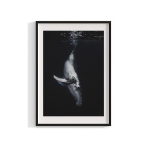 Humpback Whale Print , Black and White Print, Framed Wall Art, Underwater Photography , Reunion Island,  Animal Print, 12x16 18x24