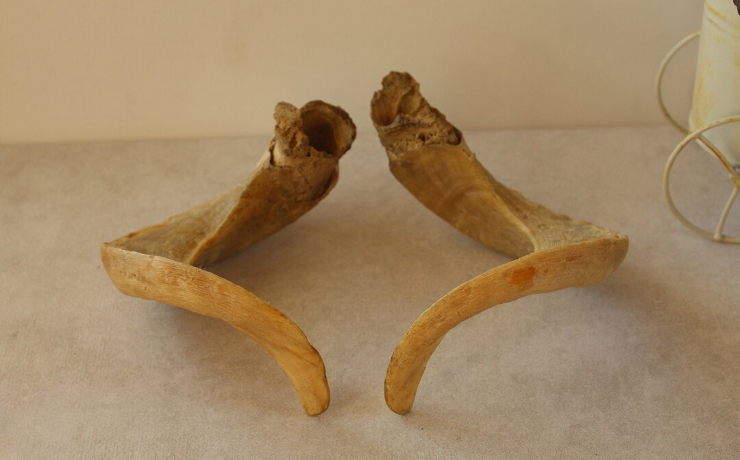Goat Horns Natural Horns Vintage Animal Horns Taxidermy Etsy