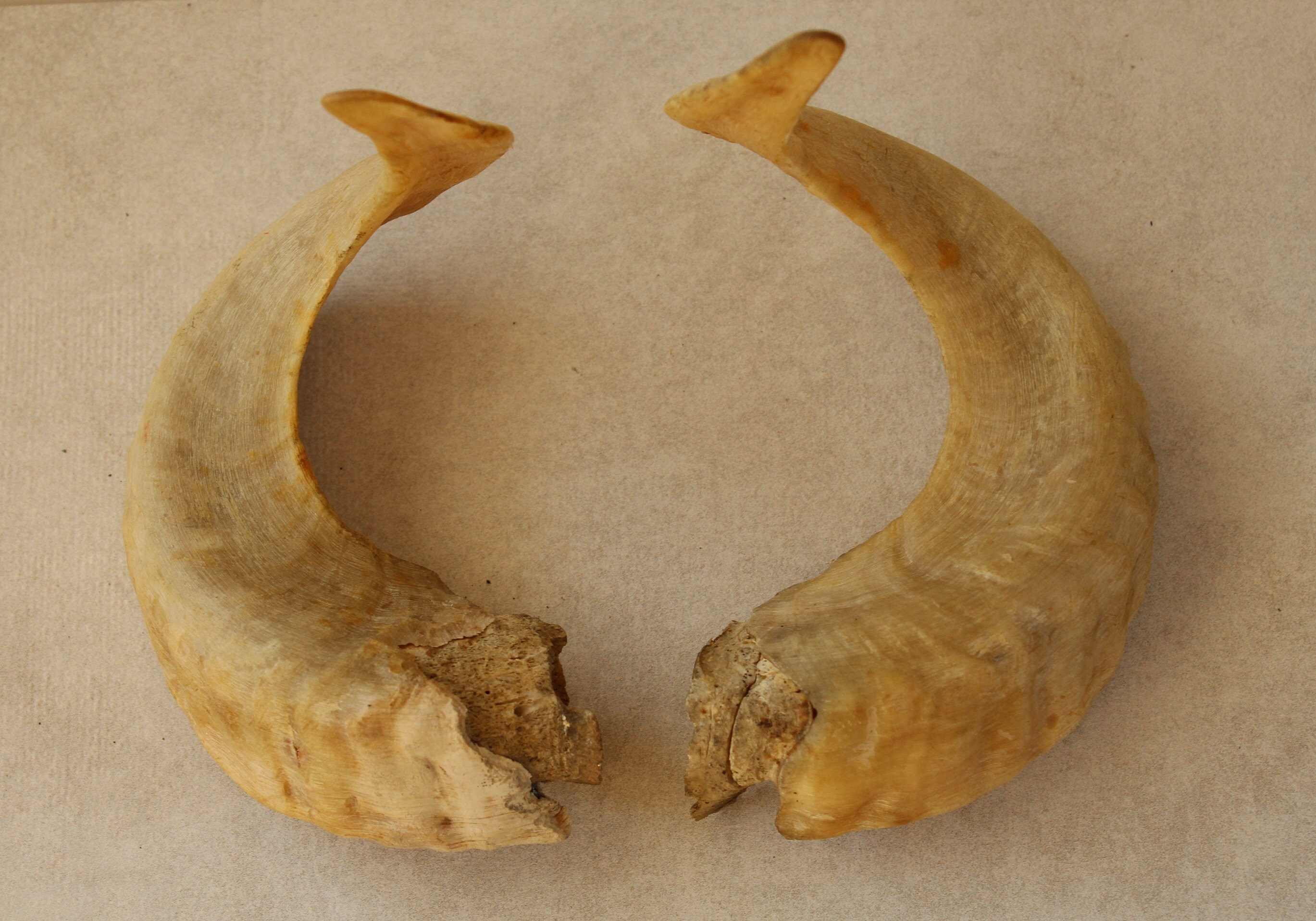 Goat Horns Natural Horns Vintage Animal Horns Taxidermy Etsy
