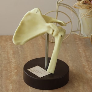 Schulmodell, Schultergelenk Modell, Vintage Anatomie Modell, Schulbildungshelfer