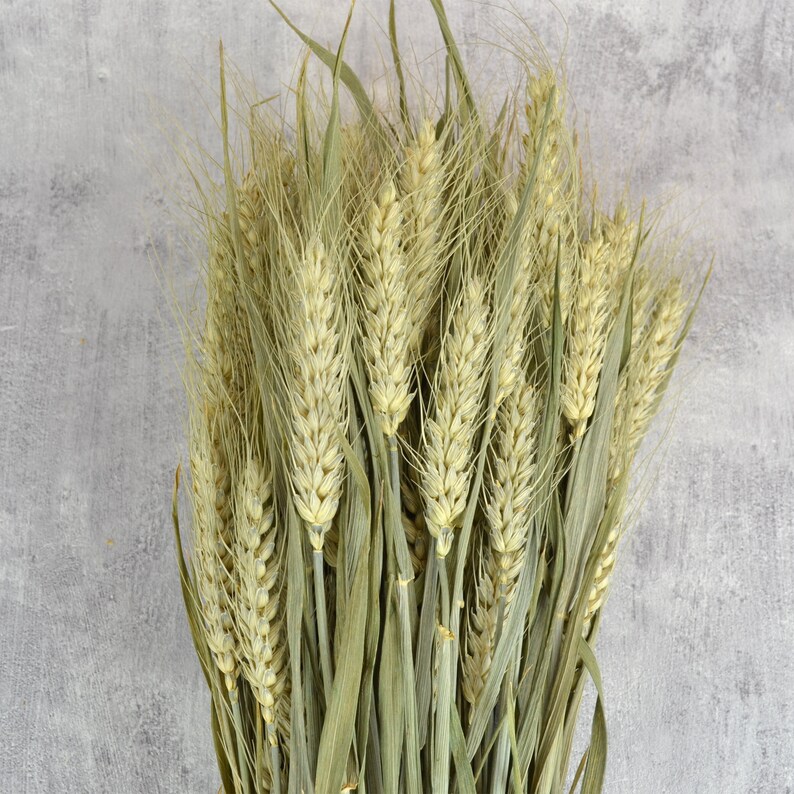 Bearded Wheat Bunch Dried Wheat Bunch Dried Bunch Dried Etsy