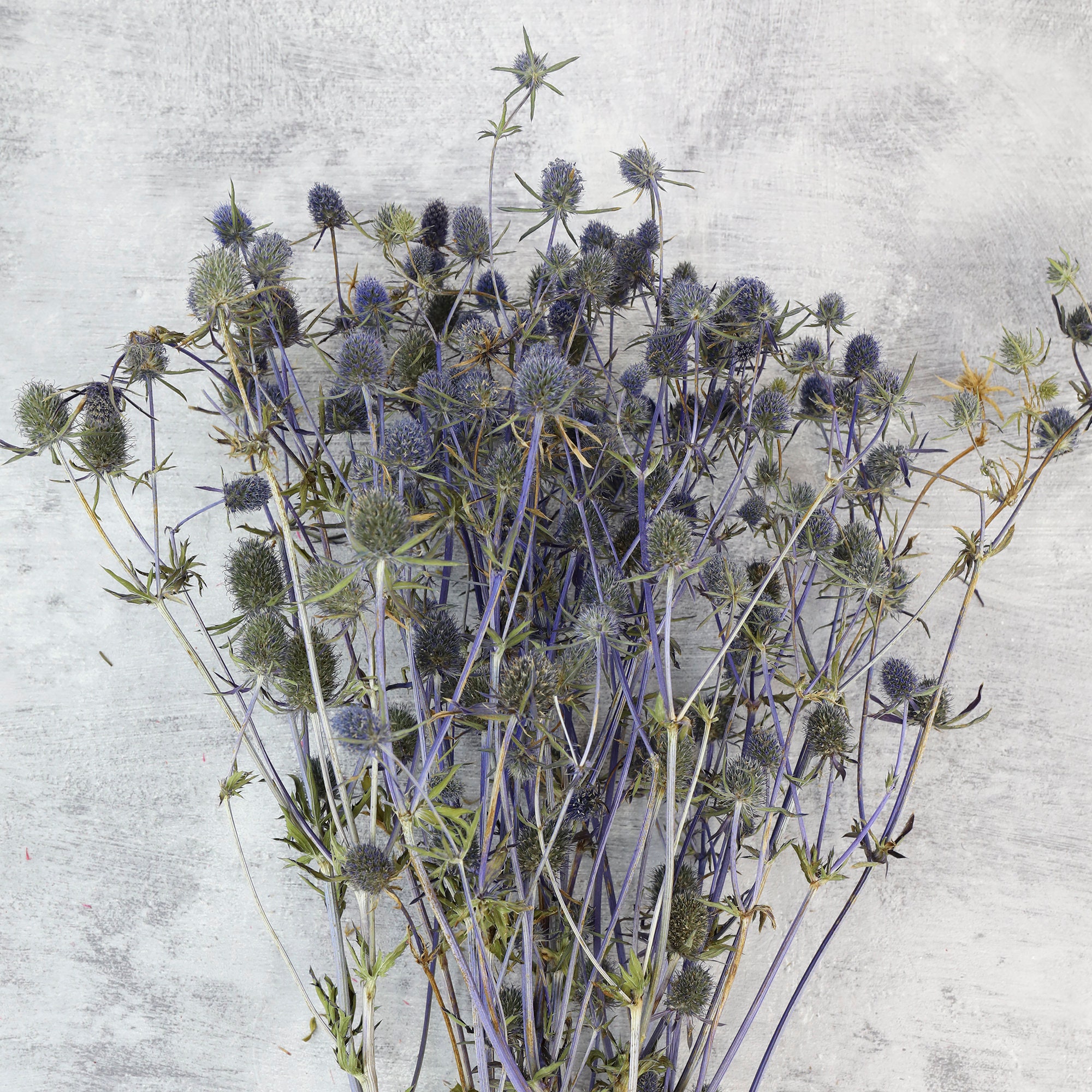 Blue Thistle Eryngium Dried Flowers Create Colourful Dried Etsy UK