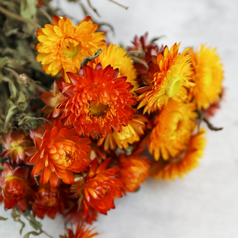 Orange Helichrysum Dried Flowers Dried Straw Flowers Dried Etsy UK