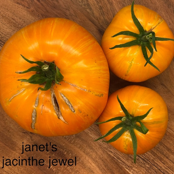 Janets jacinthe juwel - Tomaten Samen