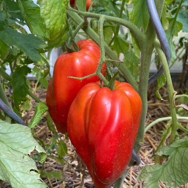 Cuore antico di acqui terme - Tomaten Samen