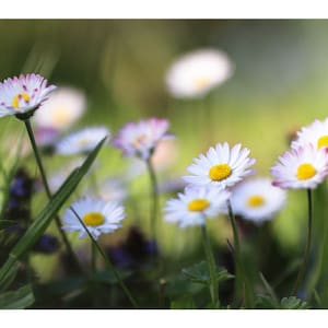 Postkarte "Gänseblümchen in der Abendsonne" - Fotografie von Frank Hellbrück