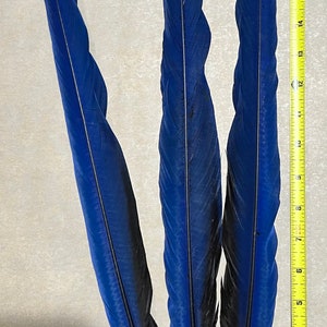 Naturally molted *rare* MACAW feathers