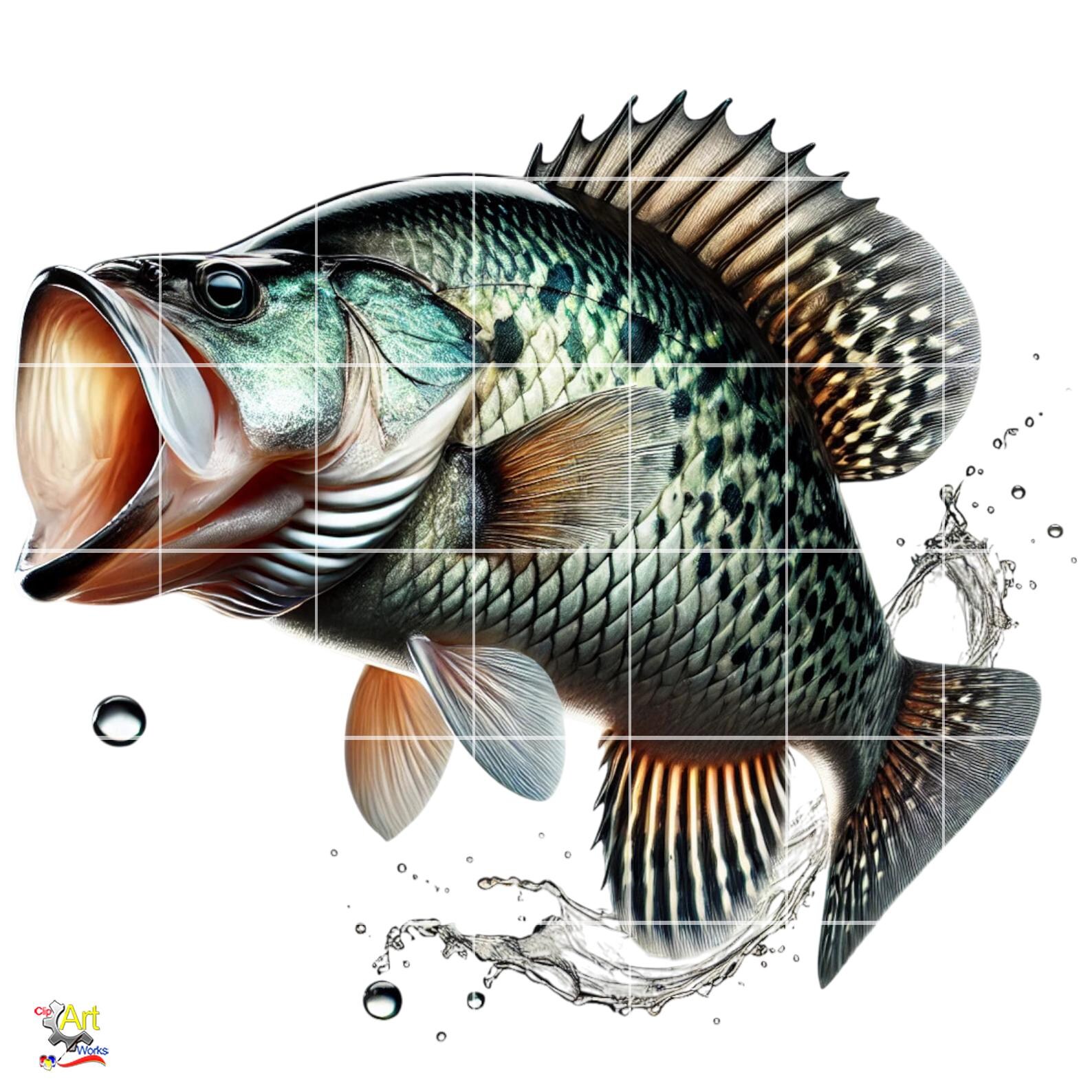 Crappie Fish Graphics Crappie Fish PNG Clipart | 10 Image Bundle - Etsy