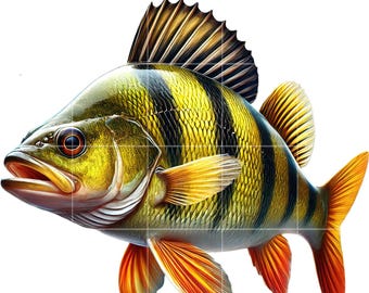 Perch Fish Clipart PNG | 10 Image Bundle