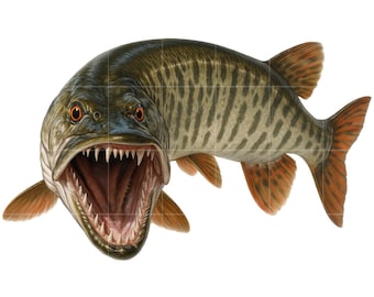 Musky Fish PNG Clipart Bundle: Muskellunge Fishing Illustration (Digital Download)