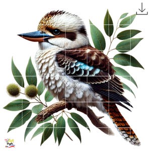 Kookaburra Clipart | 12 Bundle Bilder
