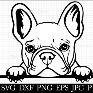 Französische Bulldogge Clipart