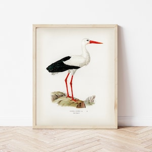 Vintage Stork Art Print, Stork Illustration, Bird Art Print, Antique Art Print, Living Room Wall Art, Home Decor