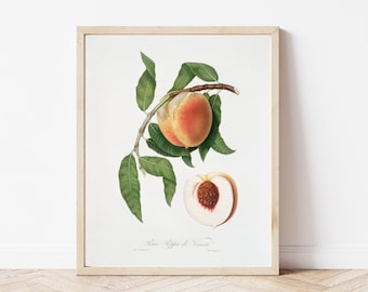 Vintage Peach Art Print, Fruit Wall Art, Antique Art Print, Peach Illustration, Dining Room Wall Art, Kitchen Decor, Home Decor