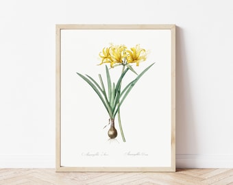 Golden Hurricane Lily Illustration, Fine Art Print, Botanical Art Print, Wall Art, Canvas Art, Color Illustration, Home Decor