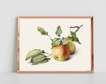 Vintage Apple Illustration, Apple Art Print, Fine Art Print, Kitchen Decor, Wall Art, Canvas Art, Home Decor, Vintage Color Illustration