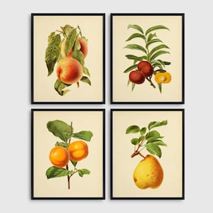 Vintage Fruit Art Prints, Set of 4 Fruit Prints, Home Decor, Wall Art, Printable Wall Art
