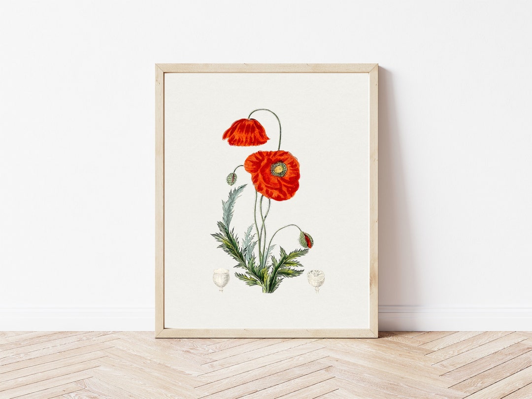 Red Poppy Floral Illustration, Fine Art Print, Botanical Art Print ...