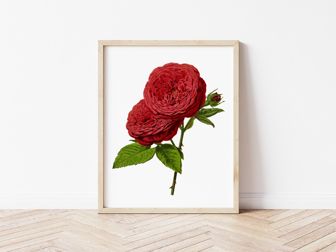 Rose Art Print, Printable Wall Art, Red Rose, Flower Wall Art, Home ...