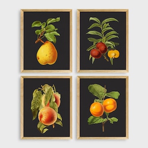 Vintage Fruit Art Prints, Set of 4 Fruit Prints, Home Decor, Wall Art, Printable Wall Art