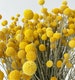 20 stems natural billy balls, a bunch of dried flowers, flower arrangements, yellow flowers 