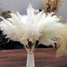 10-20 stems gorgeous, fluffy creamy burnt orange small pampas grass, boho wedding decor, vase/table decoration 